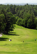 the green and trees on a golf course