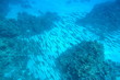 Barracuda on the move