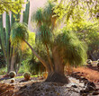 A photo of a desert tree in Hawaii