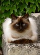 sacre de birmanie