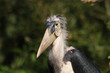 Marabu