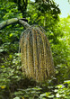 A photo of a jungle tree in Hawaii