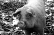 Photo: Pig in mud Pig in mud