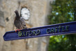 dove on sign