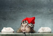 Funny photo of the afraid Santa Claus hidden under the table