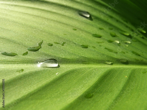 Foto: Waterdrops on a leaf Waterdrops on a leaf