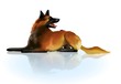 malinois