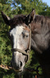 cheval