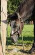 cheval