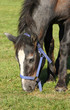 cheval