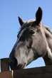 cheval