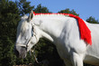 cheval-percheron