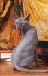 magnifique position de chat nu