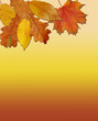 Herbstlaub
