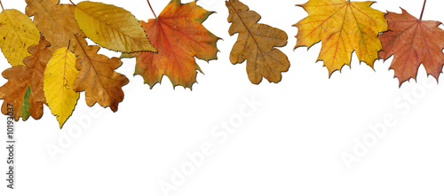Herbstlaub