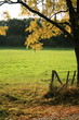 Laubbaum an einer Wiese
