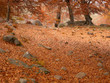 Herbstlaub