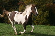 Galop coloré