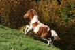 Galop montée