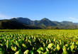 Taro field in the Hanalei Valley of Kauai Hawaii