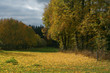Golden foils at autumn Golden foils at autumn