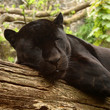 Sleeping black jaguar, (Bagheera from Jungle book?)