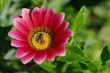 Photo: native bee pollen dancing. native bee pollen dancing.