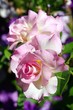 rose portrait 31