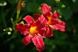 daylilly 69