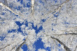 Top of the winter trees