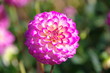 Dahlia rose, feuillage vert.