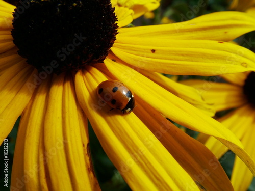 Foto : ladybug flower ladybug flower