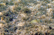 poissons