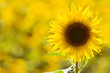 Individual sunflower standing out a field.