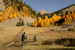 Mountain biking with Aspen trees
