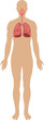 Respiratory system