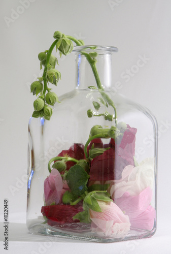Photo: Flowers in a bottle Flowers in a bottle