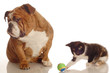 english bulldog ignoring kitten playing with ball beside her