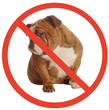 no dogs allowed sign with an annoyed english bulldog