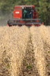 soya working