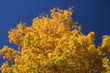 autumn leaves