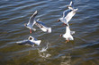 Group of gulls on water background