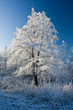 frost and a blue sky