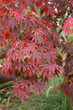 erable du japon erable du japon