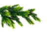 Close up of fir tree branch isolated on white