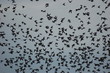 vogelschwarm
