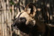 Afrikanischer Wildhund
