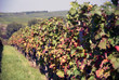 Weinreben im September