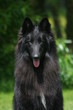 berger groenedael assis en portrait berger groenedael assis en portrait