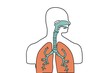 Trachea, Lungs